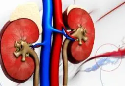 étude..10,7 million de cas de maladies des reins chaque année