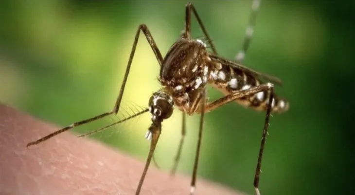 La Floride américaine lâche 750 millions de moustiques génétiquement modifiés.