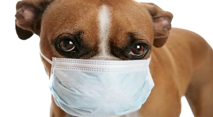 Enregistrement du premier cas de coronavirus chez un chien en Jordanie.