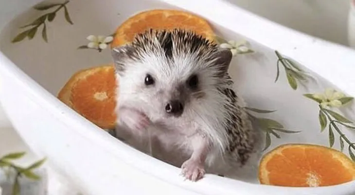 In a photoshoot among oranges.. A female Canadian hedgehog gains thousands of followers on Instagram