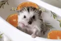 In a photoshoot among oranges.. A female Canadian hedgehog gains thousands of followers on Instagram