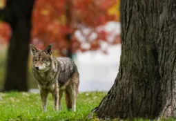 Police shoot a coyote after two people were bitten in North York Park.