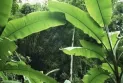 Alternative Medicine | Banana Leaves.. Help in Treating Colds and Influenza