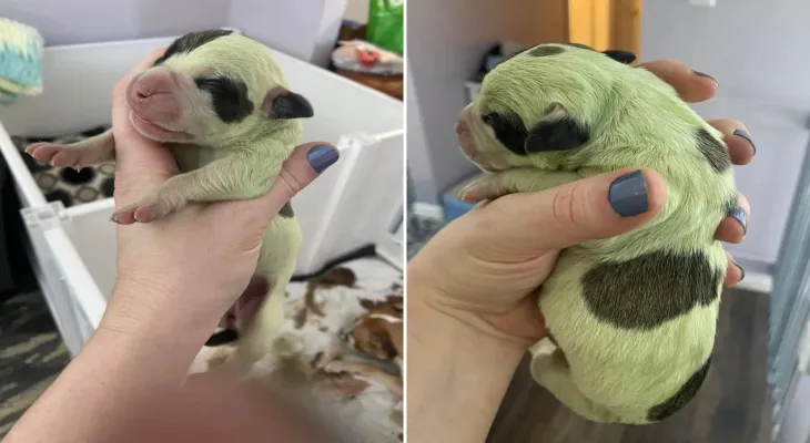 Birth of a green puppy in Canada .. and its owners are in shock