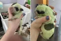 Birth of a green puppy in Canada .. and its owners are in shock