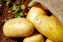 Canada resumes exports of Prince Edward Island potatoes to the United States after small bumps in the potatoes halted this trade
