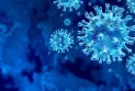 A survey confirms that about a quarter of Canadians have been infected with COVID