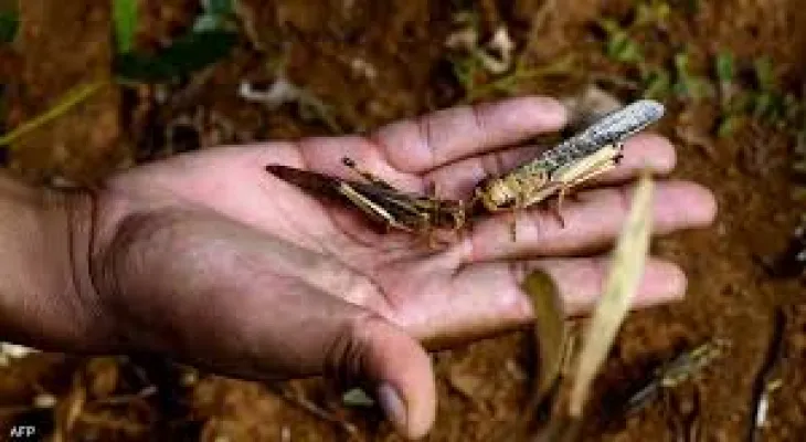 Insects heading towards extinction and the reason is "global warming"