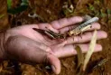 Insects heading towards extinction and the reason is "global warming"