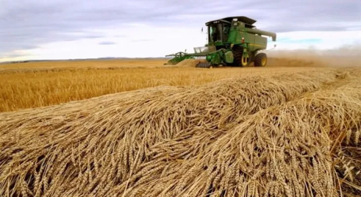 Canada intends to plant 25 million acres of wheat
