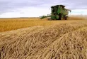 Canada intends to plant 25 million acres of wheat