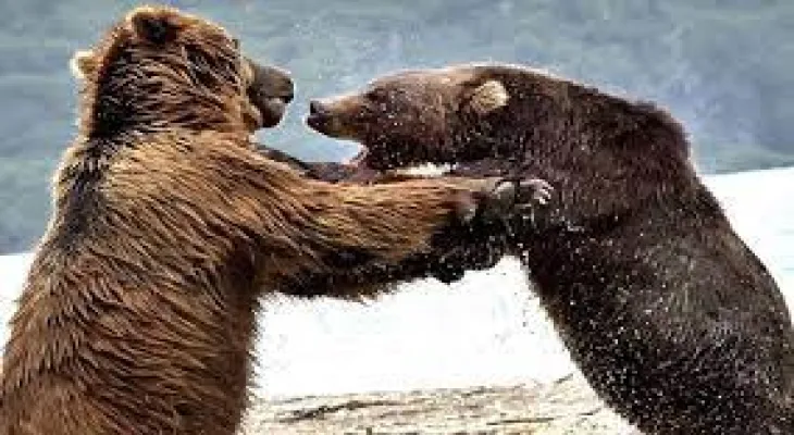 British Columbia: Gray bears appear after the longest hibernation period