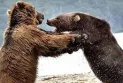 British Columbia: Gray bears appear after the longest hibernation period