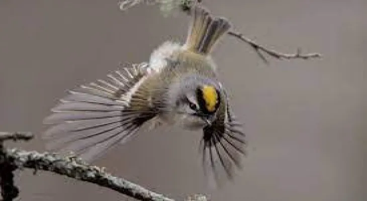 Study: Tree cutting in forests has led to the loss of up to 104 million birds in Canada since 1985