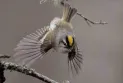 Study: Tree cutting in forests has led to the loss of up to 104 million birds in Canada since 1985