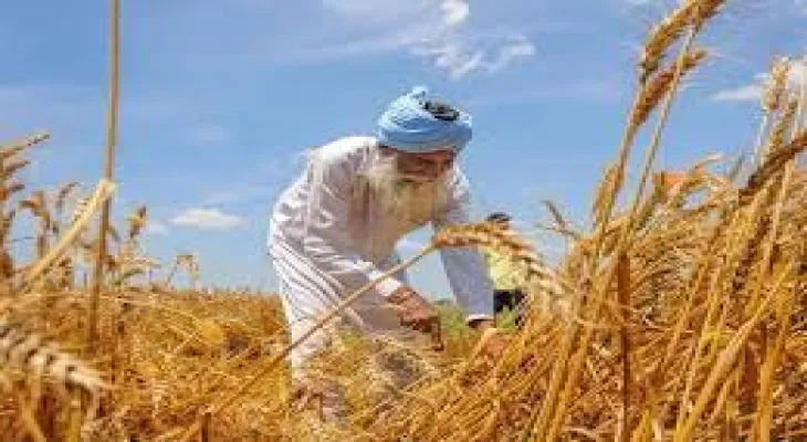 Heatwave sweeps through India's wheat crop and hinders export plans