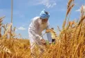 Heatwave sweeps through India's wheat crop and hinders export plans