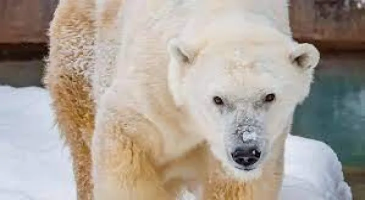 Quebec: Local authorities warn citizens of polar bear movements in the area