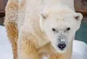 Quebec: Local authorities warn citizens of polar bear movements in the area