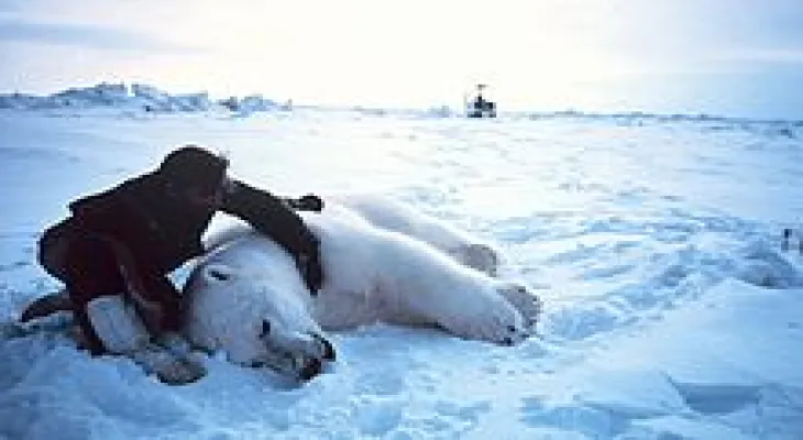 Shooting of a polar bear in Quebec