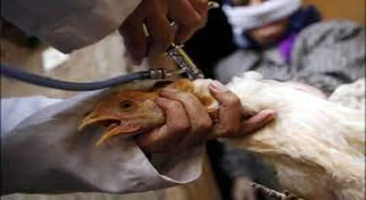 Bird flu infection confirmed in 3 other communities in Alberta