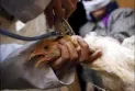 Bird flu infection confirmed in 3 other communities in Alberta