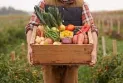 Ontario: A company that cultivates fresh produce with the aim of helping low-income families