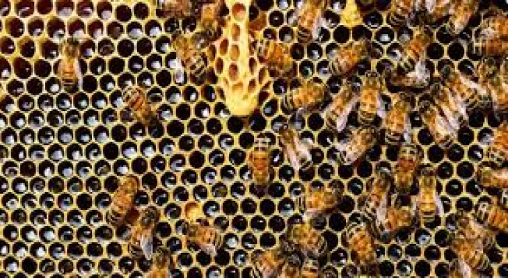 Ontario bees are in danger