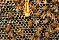 Ontario bees are in danger