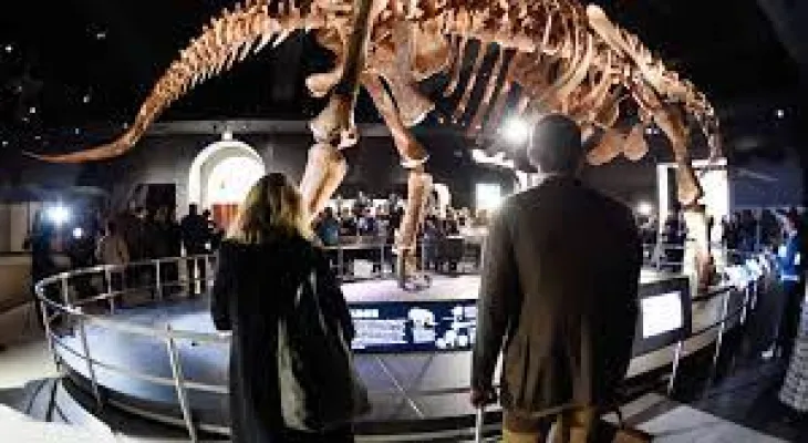 12 million US dollars is the value of a dinosaur skeleton at auction