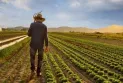 Farmers face the challenge of high prices and the epidemic