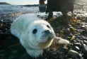 Rescue of a seal pup off the coast of British Columbia