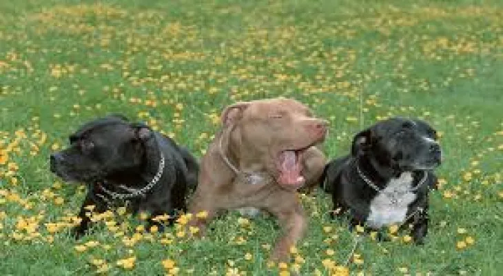 A man went on a trip with his dogs, but his dogs returned while he did not, and the police are investigating.