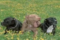 A man went on a trip with his dogs, but his dogs returned while he did not, and the police are investigating.