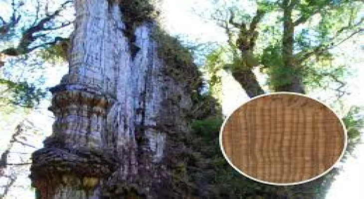 Study: Chile may be home to the oldest tree in the world, over 5000 years old