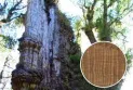 Study: Chile may be home to the oldest tree in the world, over 5000 years old
