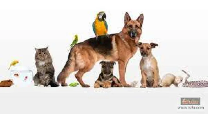 You will not lose your pet after implanting this technology in its body