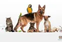 You will not lose your pet after implanting this technology in its body
