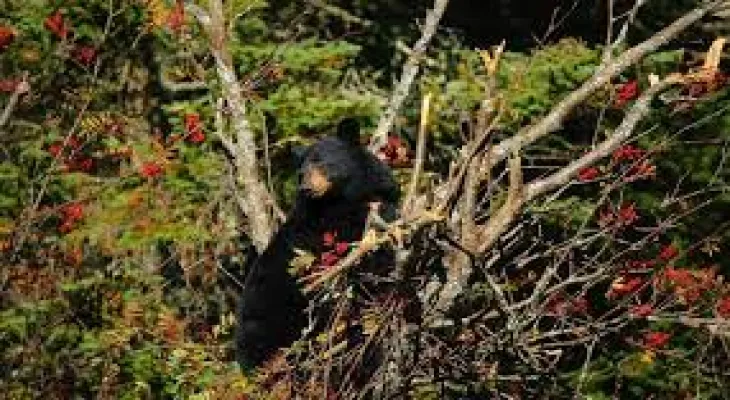 British Columbia: Local police warn of bear movements in the area