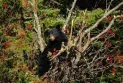 British Columbia: Local police warn of bear movements in the area