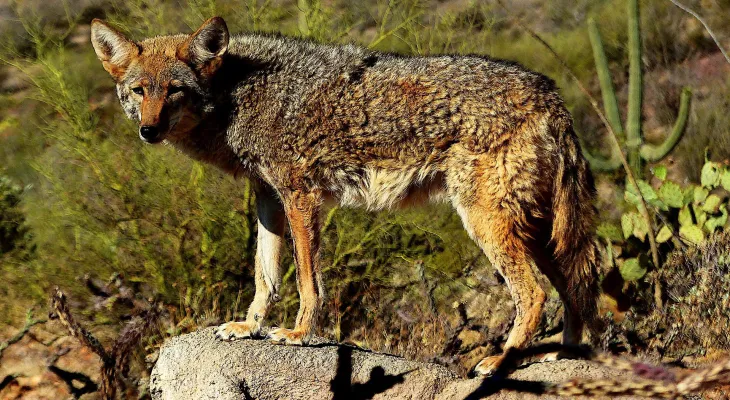 The coyote that attacked the child in the Toronto park is still at large.