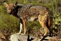 The coyote that attacked the child in the Toronto park is still at large.