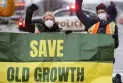 British Columbia: "Save Old Growth" group threatens the government again