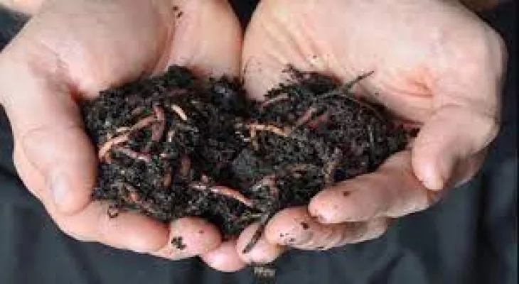 A young Saudi man invents a project to produce organic fertilizer with one million worms