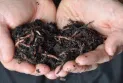 A young Saudi man invents a project to produce organic fertilizer with one million worms