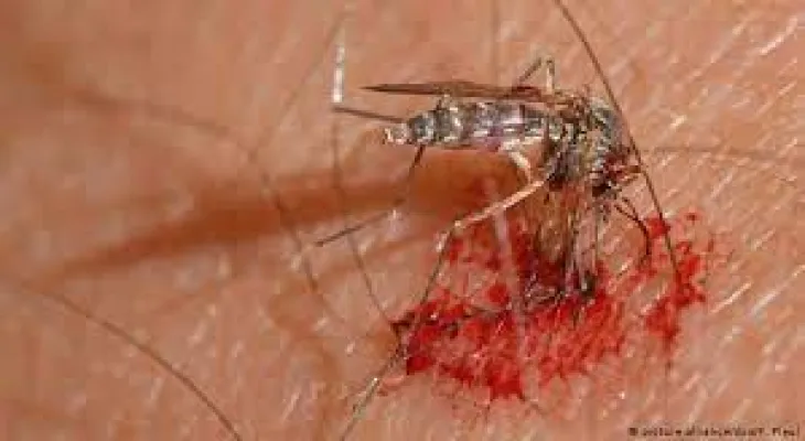 How to prevent yourself from mosquito bites this summer