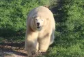 Death of the female polar bear "Aurora" during dental surgery under anesthesia
