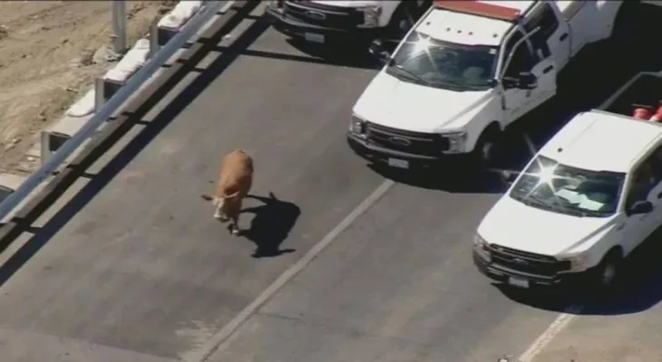 Cow causes an accident on highway 400