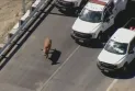 Cow causes an accident on highway 400