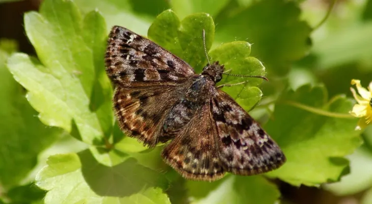 Endangered butterfly spotted in southwestern Ontario for the first time in 3 decades